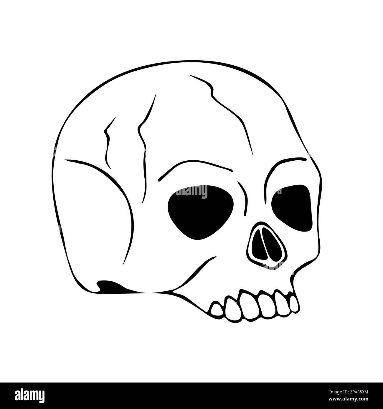 Vector illustration of a hand drawn human skull on a white background ...