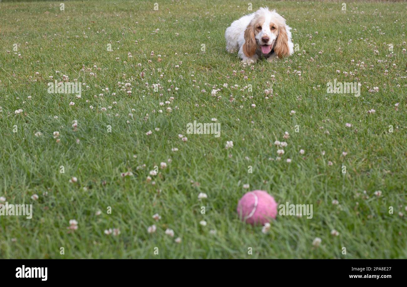 Spaniel intently watching a ball waiting for a command Stock Photo