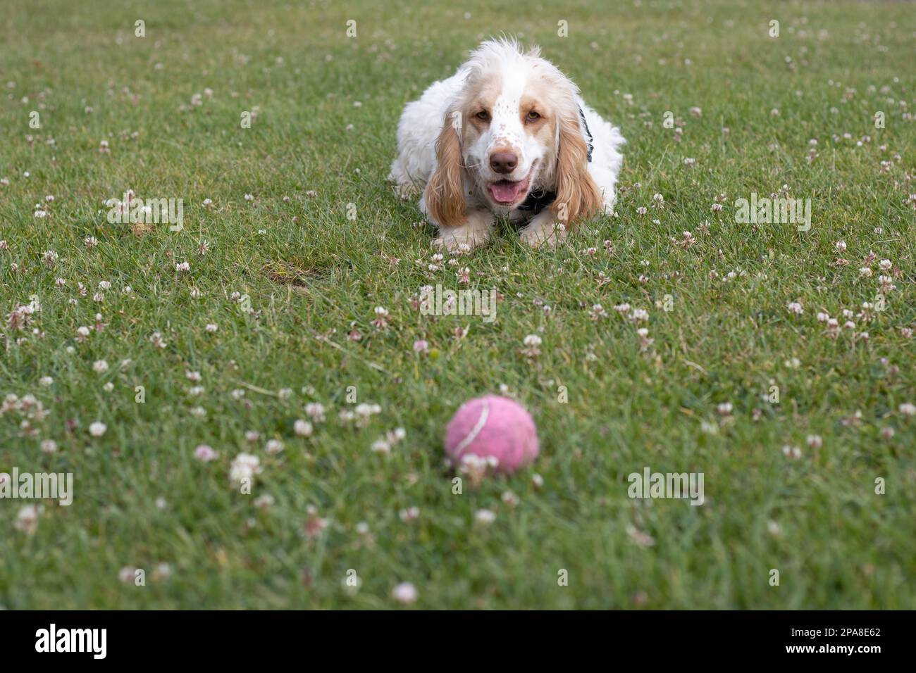 Spaniel intently watching a ball waiting for a command Stock Photo