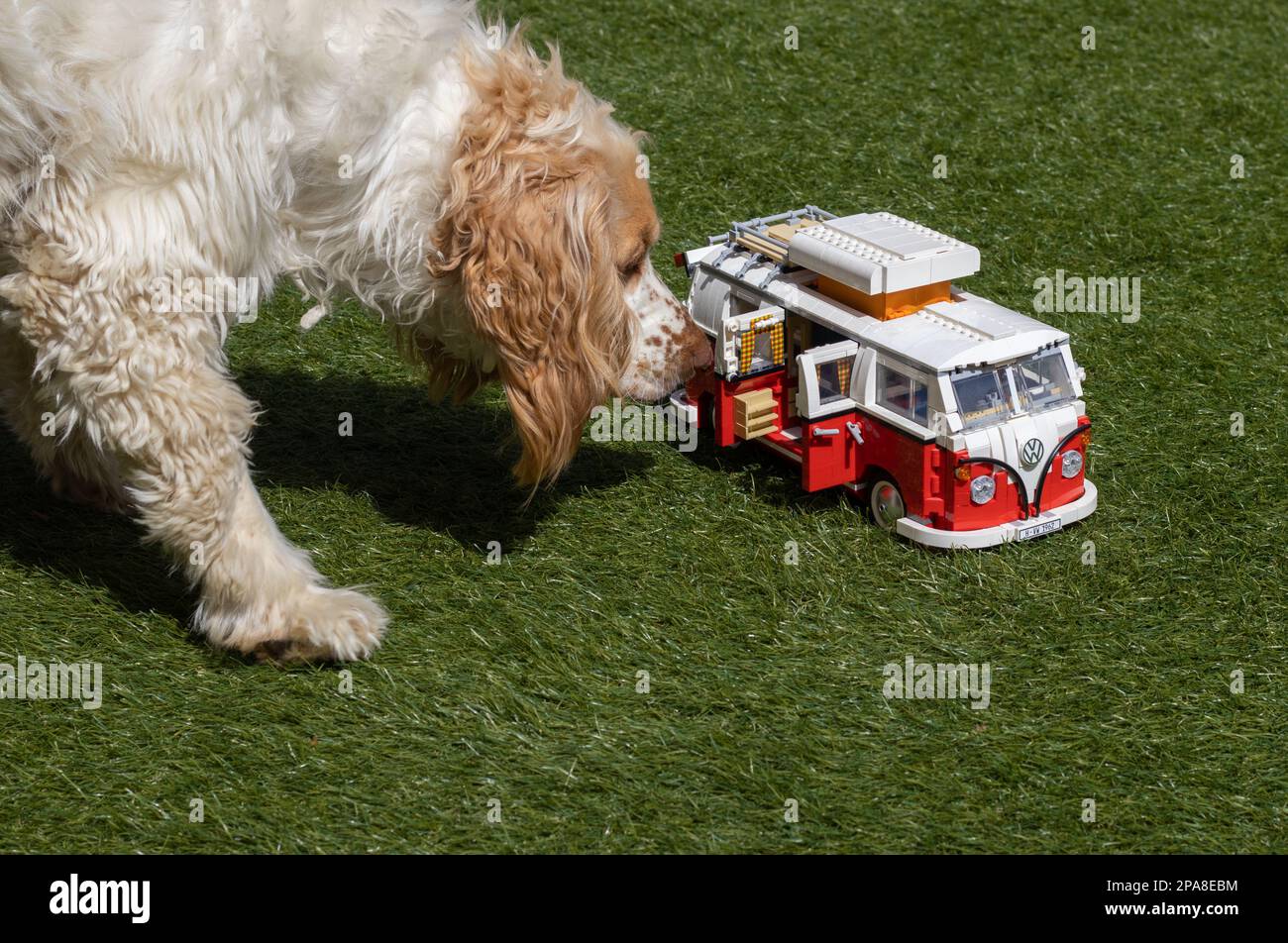 Cockerpoo investigating a lego model of a VW camper Stock Photo