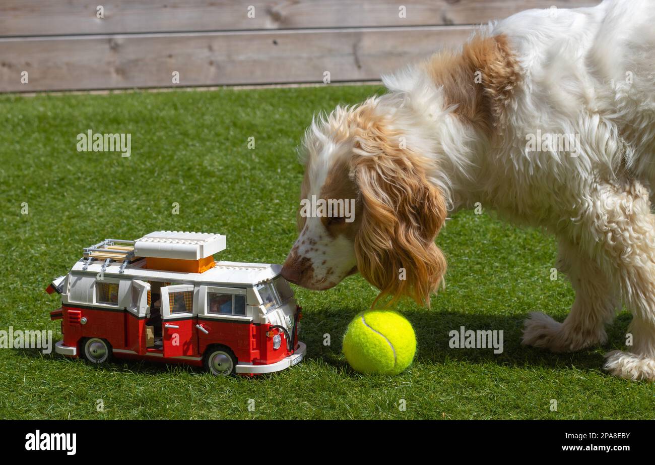 Cockerpoo investigating a lego model of a VW camper Stock Photo