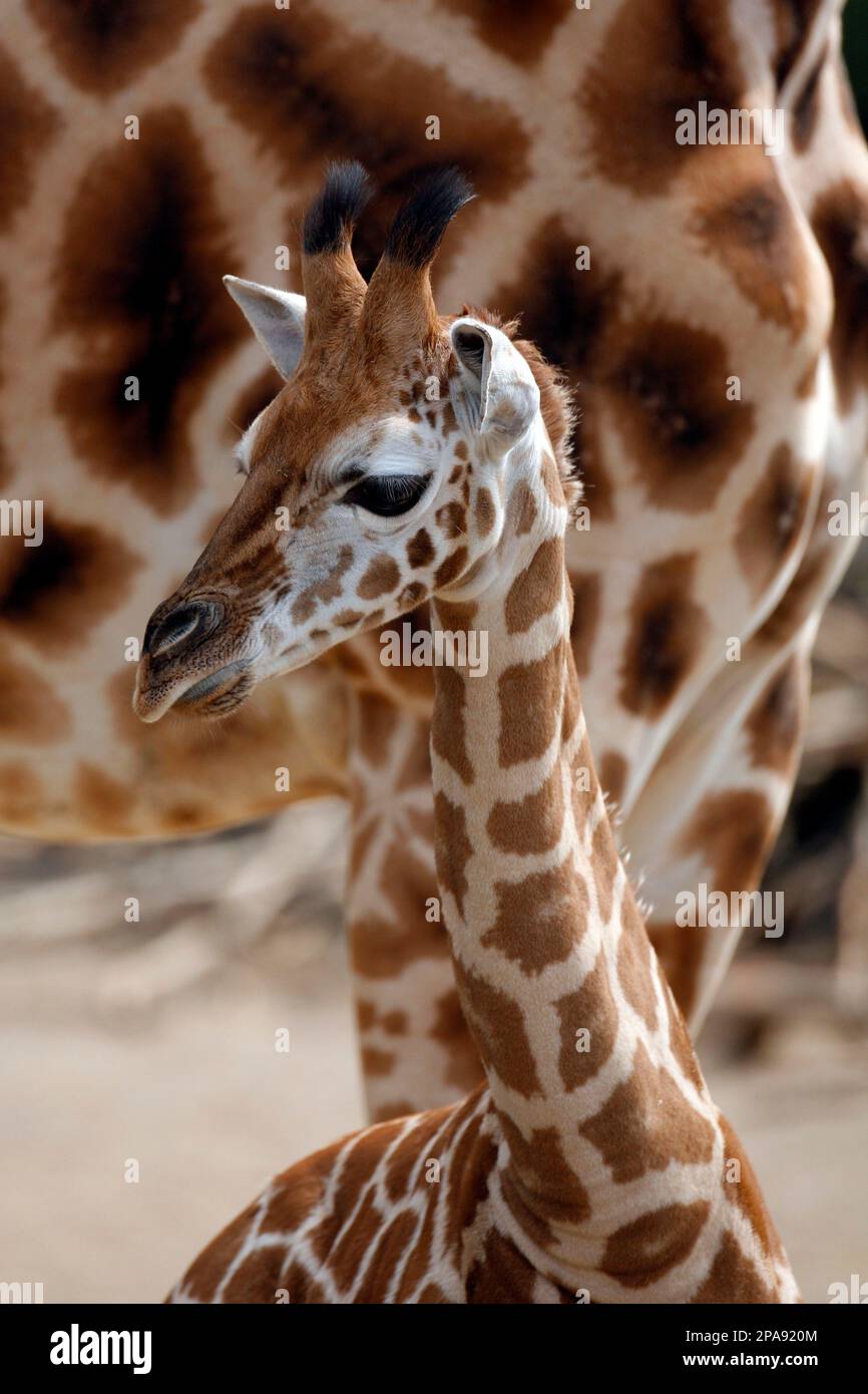 Ein noch namenloses Giraffenbaby schmust am Dienstag, 8. April 2008 im Zoo  Hannover mit seiner Mutter. Die kleine Giraffe wurde am 16. Februar geboren  und ist bereits knapp 2 Meter 50 gross. (