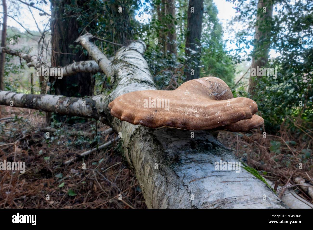 Large brown fungi on a fallen tree trunk Stock Photo - Alamy