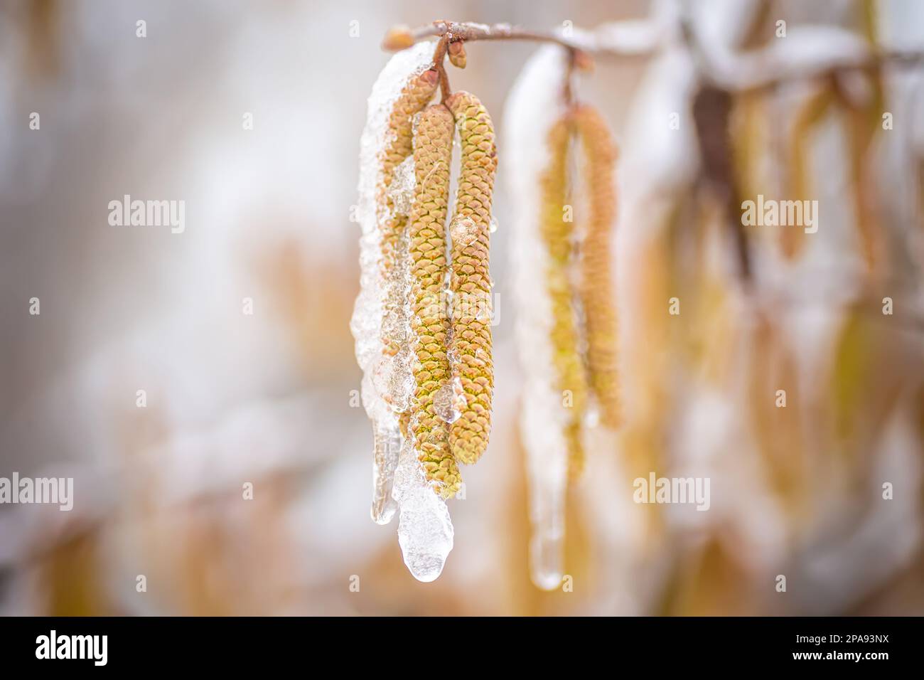 Snowfall in spring. Young male catkins of Corylus avellana, Common hazel on the branches of tree near Female flower. Stock Photo