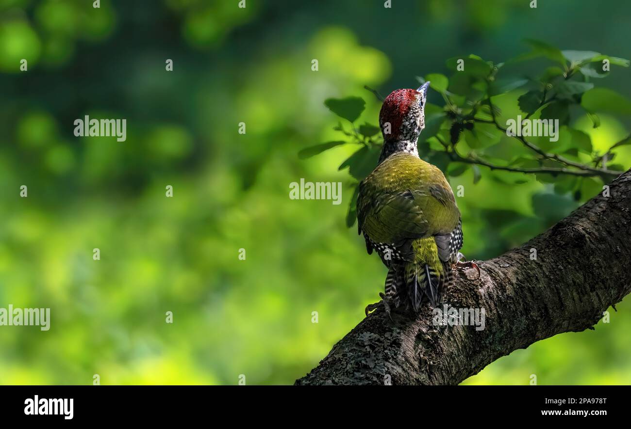 A  green woodpecker ( Picus Viridis ) from the back, perching in a tree, lush green background Stock Photo