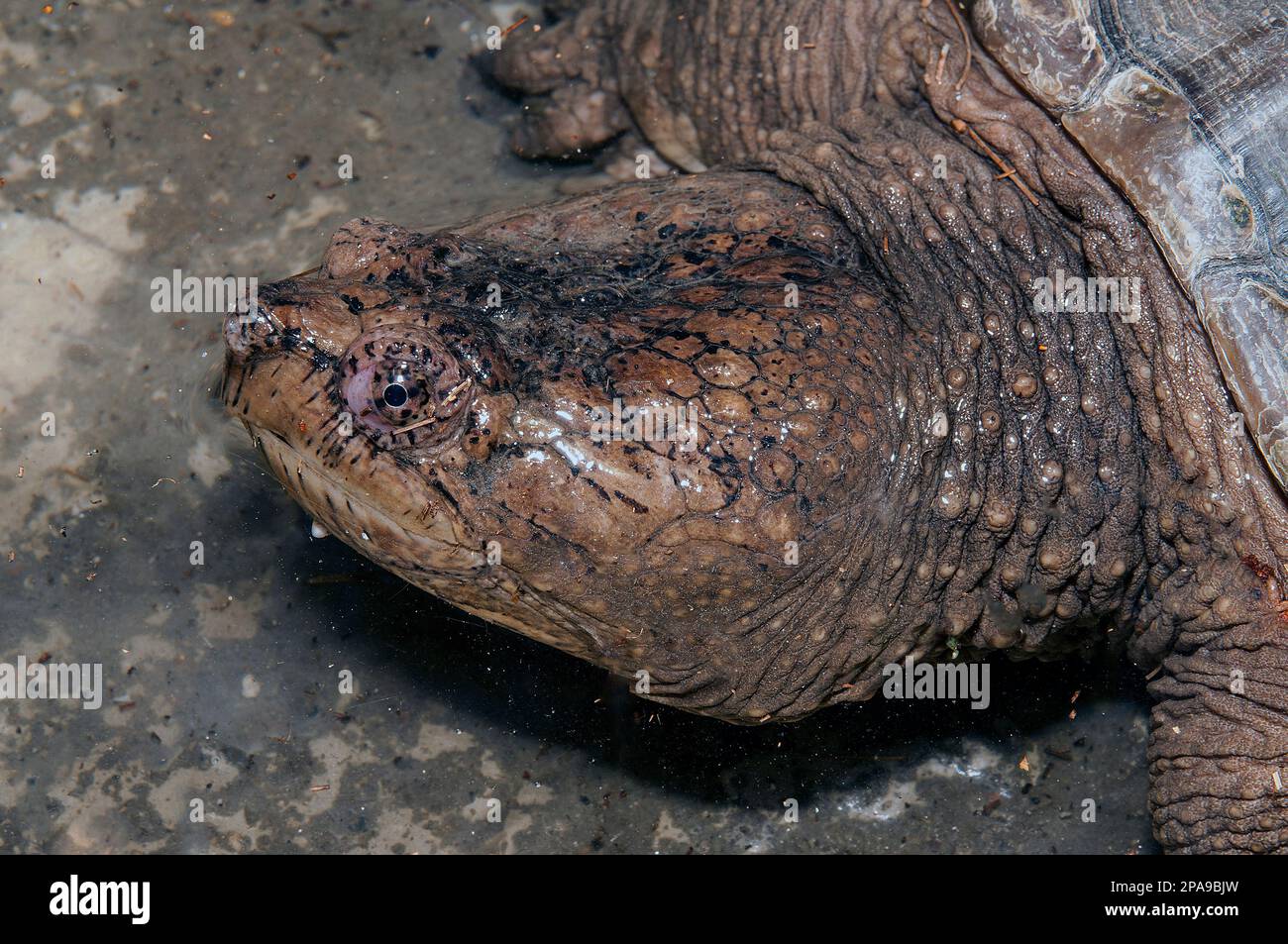 Snapping turtle, close-up of head and shoulders facing left. Stock Photo