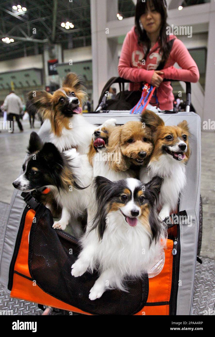 Dogs check out view from a stroller at the FCI Asian International Dog Show in Tokyo Saturday March 29 2008. AP Photo Shuji Kajiyama Stock Photo Alamy