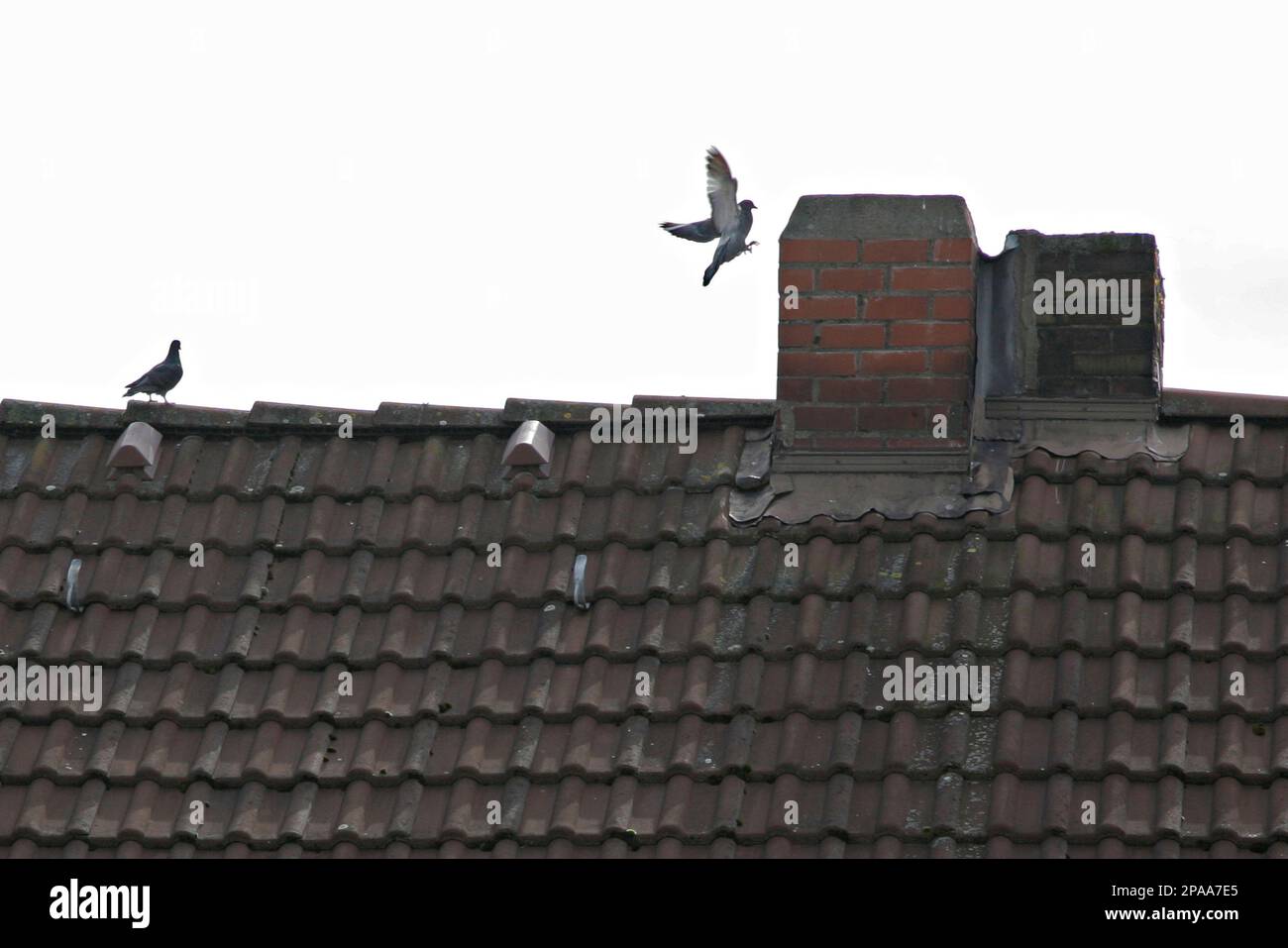 Tauben sitzen am Freitag, 28. Maerz 2008, auf dem Dach eines Wohnhauses in  Herne-Sodingen bei Bochum. In dem Mehrfamilienhaus hatte die Polizei am  Donnerstagabend die Leichen einer Mutter und ihrer zwei Kinder