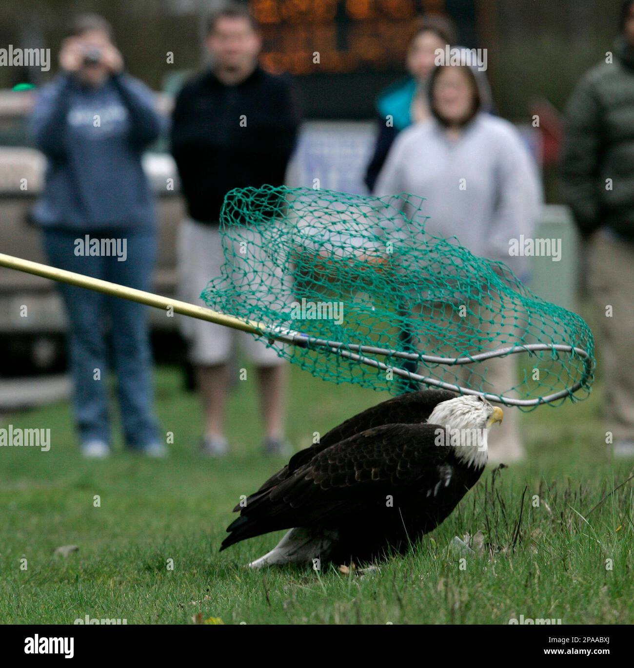 bald eagles fishing net Onlookers watch as a young bald eagle is captured in a net by a Washington  Fish and Wildlife officer, Wednesday, March 26, 2008 in Federal Way, Wash.  The eagle, which the officer