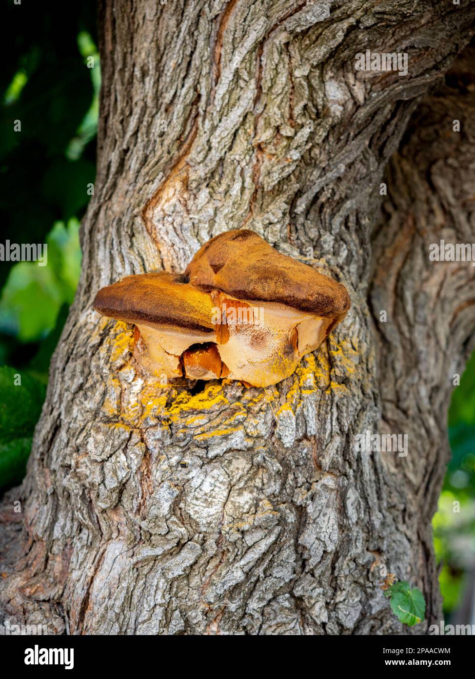 Shaggy bracket (inonotus hispidus) growing on a common mulberry trunk with blurred background Stock Photo