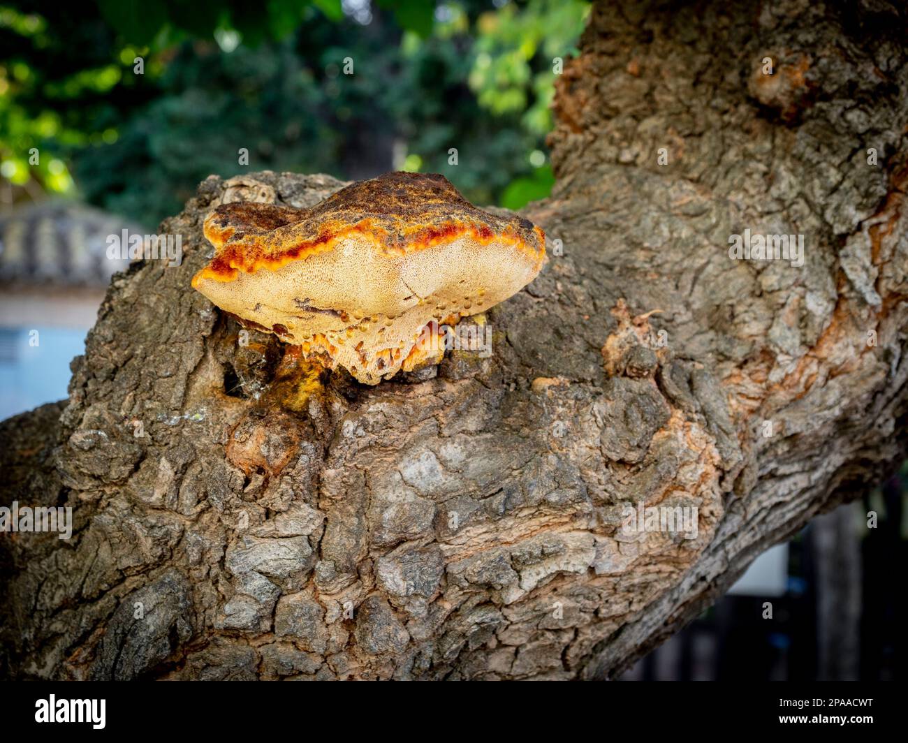 Shaggy bracket (inonotus hispidus) growing on a common mulberry trunk with blurred background Stock Photo