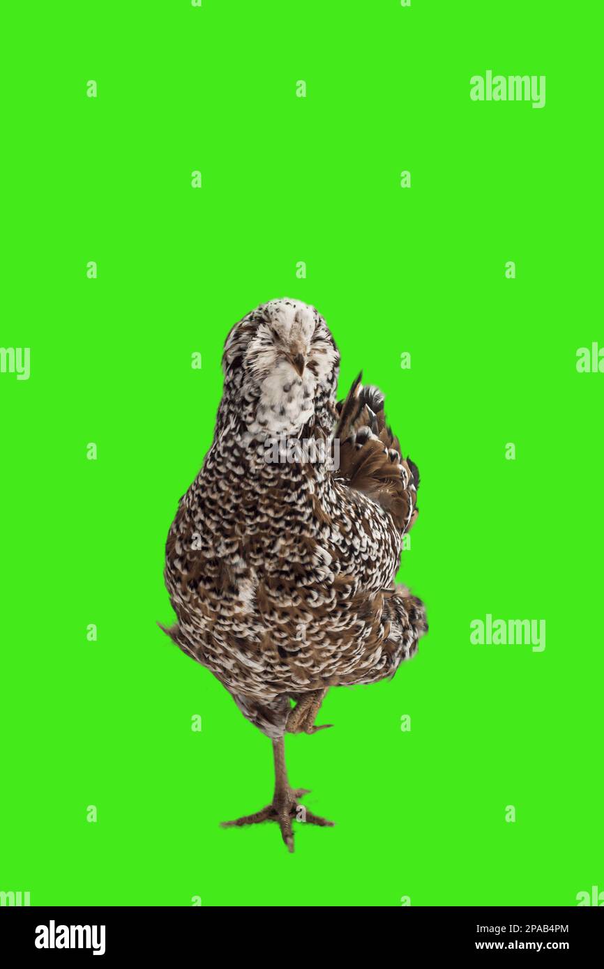 A mottled chicken stands on one leg, isolated on a green background