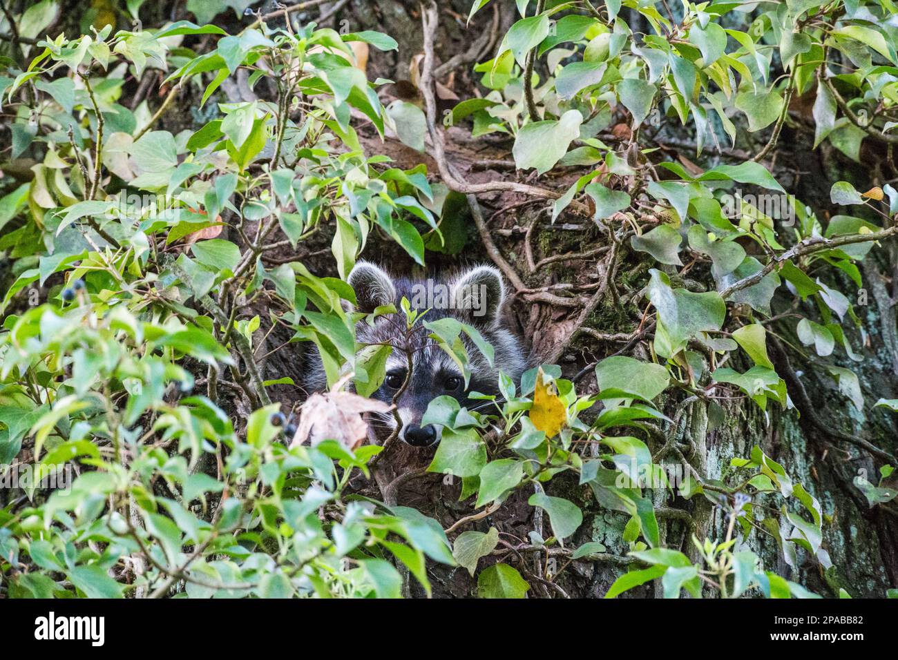 Junge Waschbären schauen aus ihrer Baumhöhle, umrankt von Efeu - Young raccoons look out of their tree hollow, entwined with ivy Stock Photo