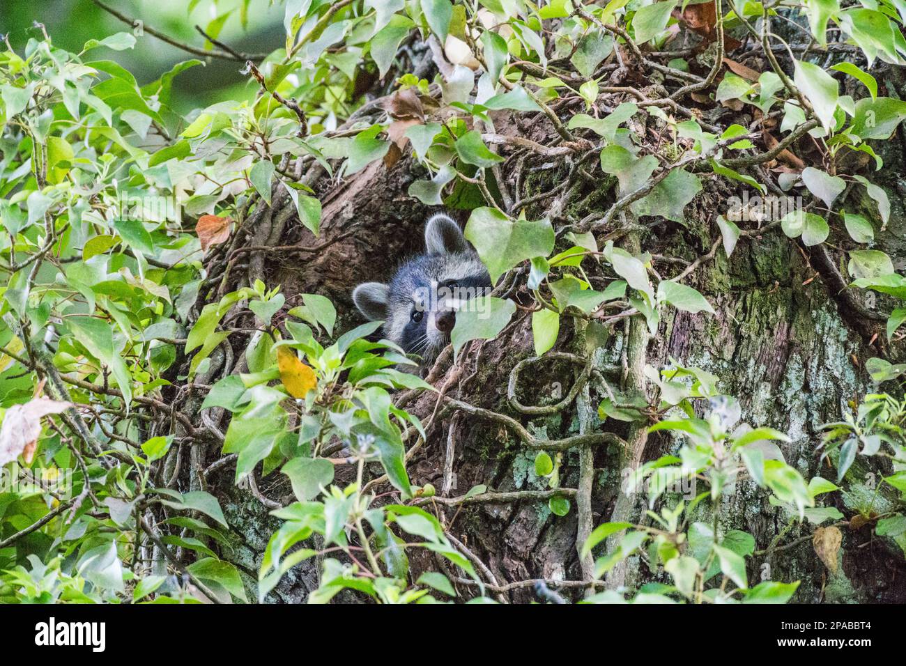 Junge Waschbären schauen aus ihrer Baumhöhle, umrankt von Efeu - Young raccoons look out of their tree hollow, entwined with ivy Stock Photo