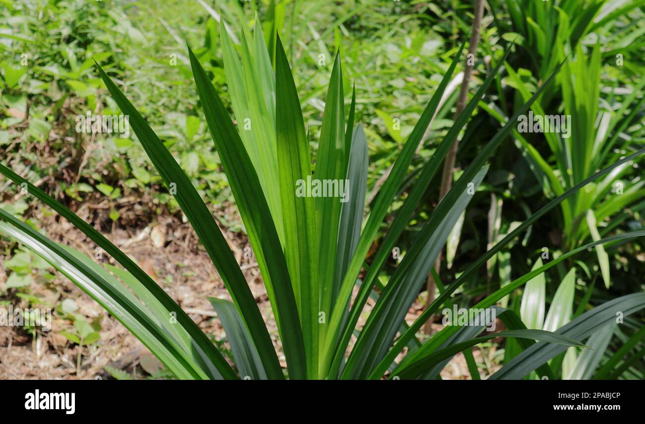 View of fragrant Pandan leaves of a Pandanus Amaryllifolius plant grown
