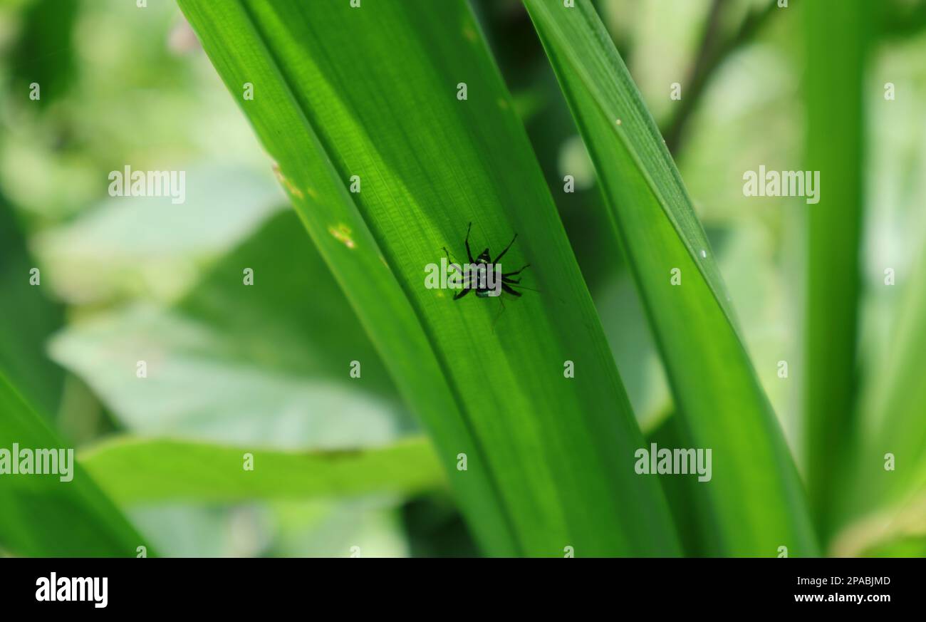 View of a tiny Banded Phintella spider (Phintella Argentea) with a captured tiny long leg fly under a Pandan leaf (Pandanus Amaryllifolius) Stock Photo