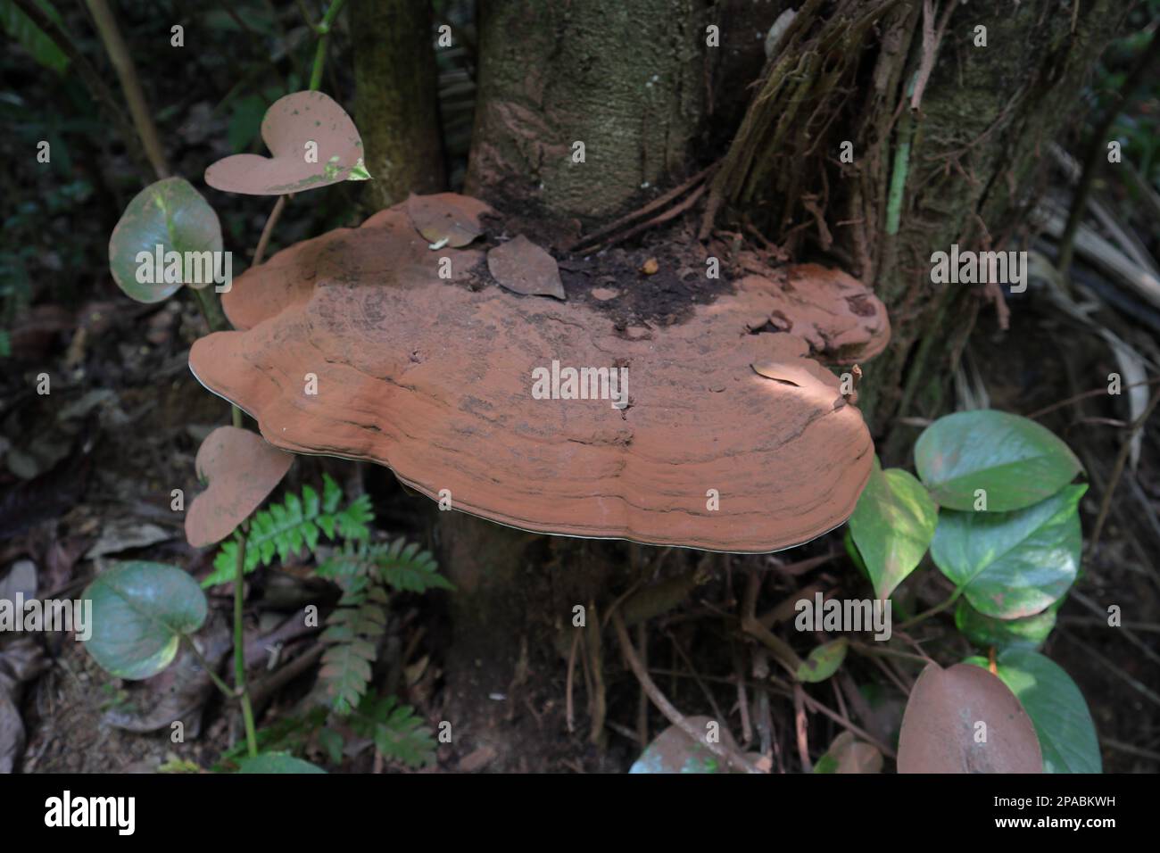Close up view of an upper reddish surface of an Artist's fungus (Ganoderma Applanatum) mushroom growing on a dying tree trunk in a wild moisture area Stock Photo
