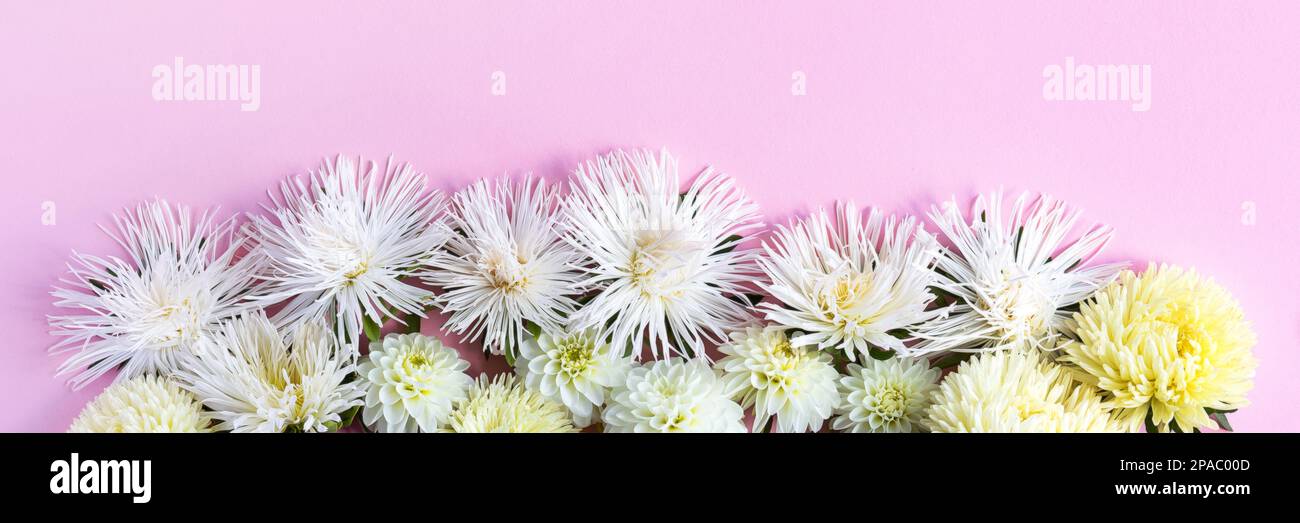 Floral arrangement of white aster and dahlia flowers on a pink background with a place for text, banner Stock Photo