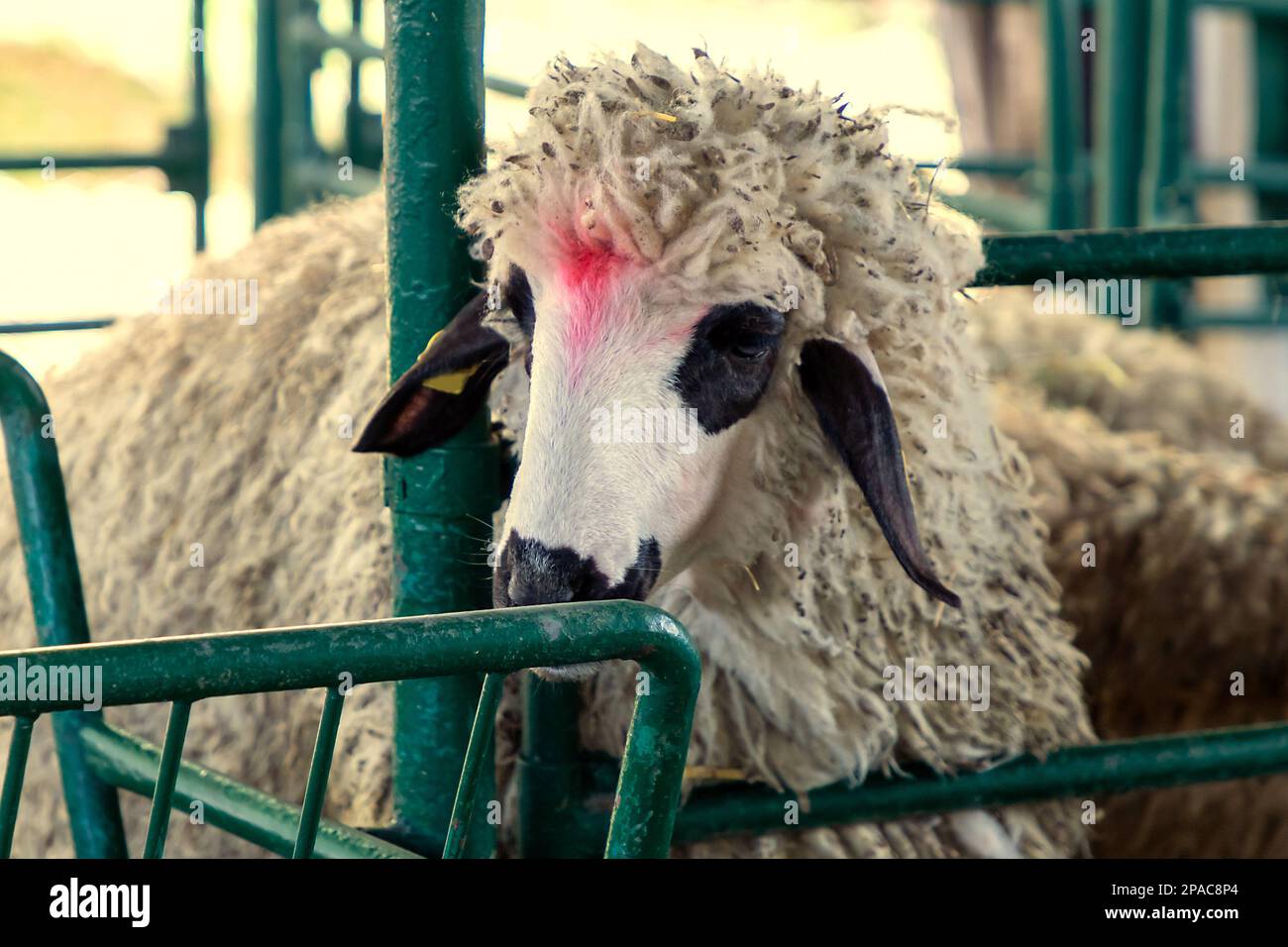 Sheep muzzle cheap