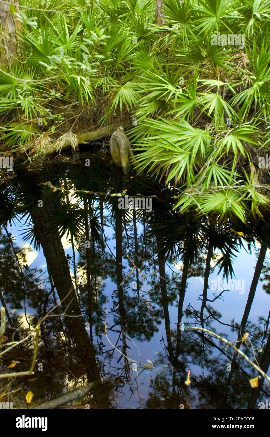 Pine trees are shown towering over palmetto bushes in the reflection of
