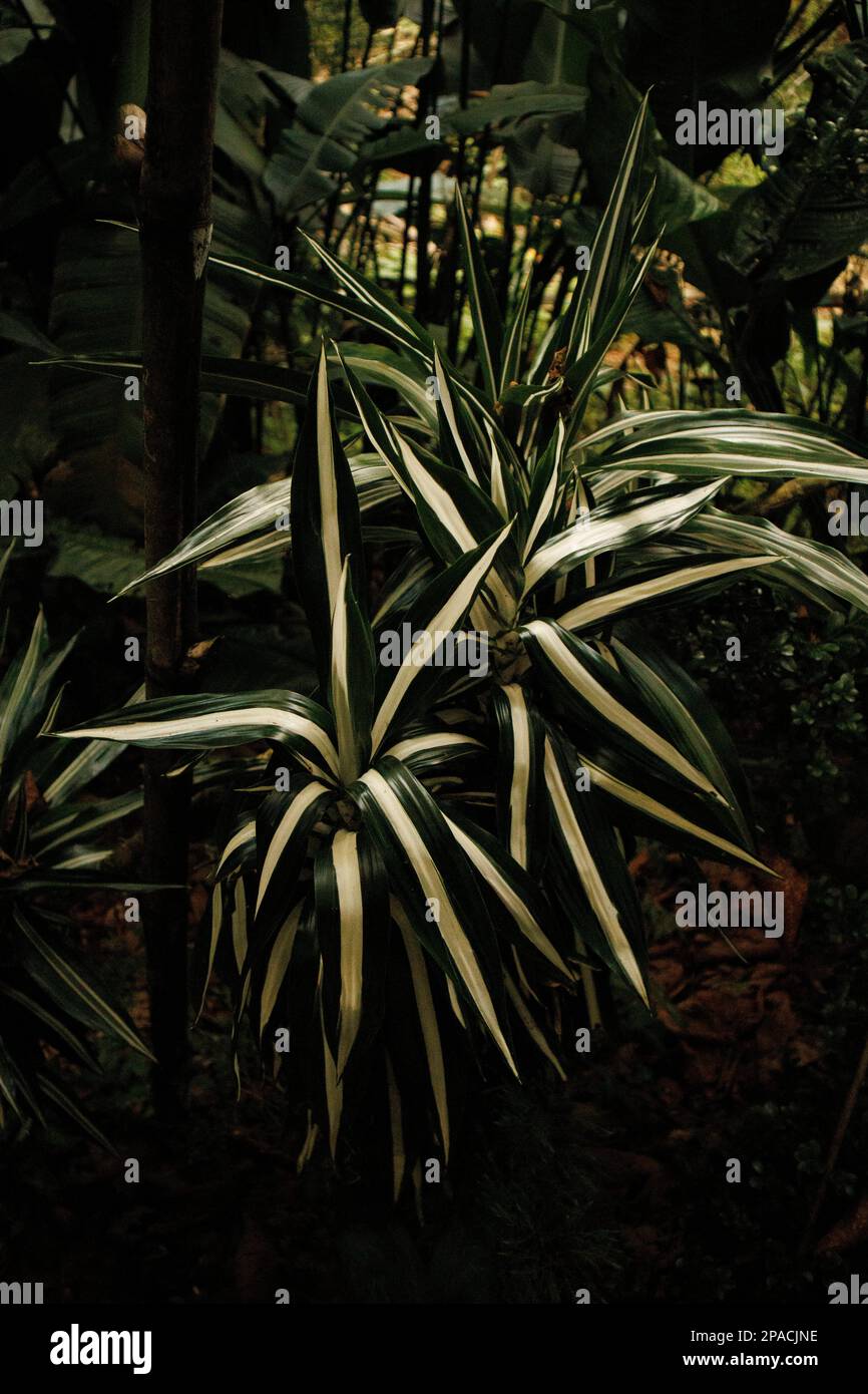 Warneckei (dracaena deremensis) plant to purify the air inside your home Stock Photo