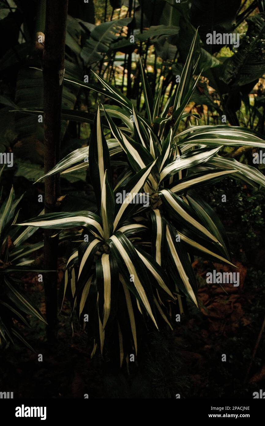 Warneckei (dracaena deremensis) plant to purify the air inside your