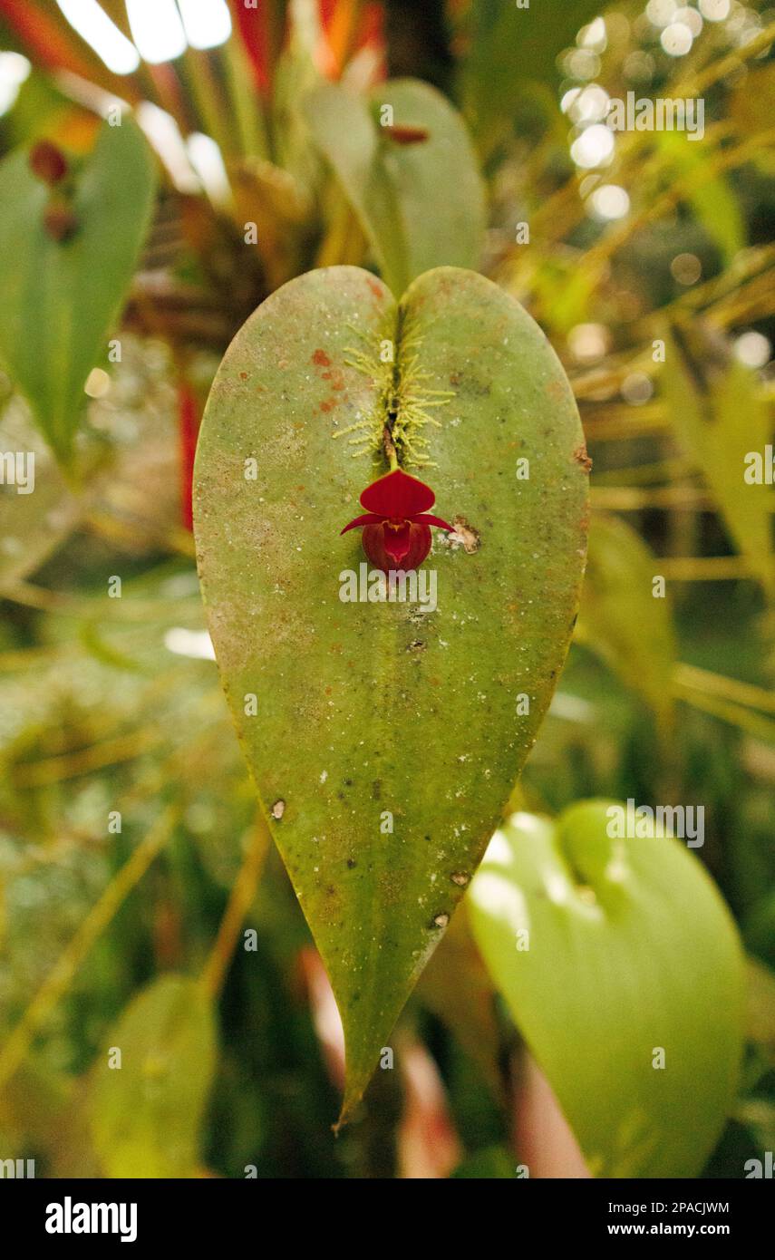 beautiful orchid of the genus Pleurothallis Stock Photo