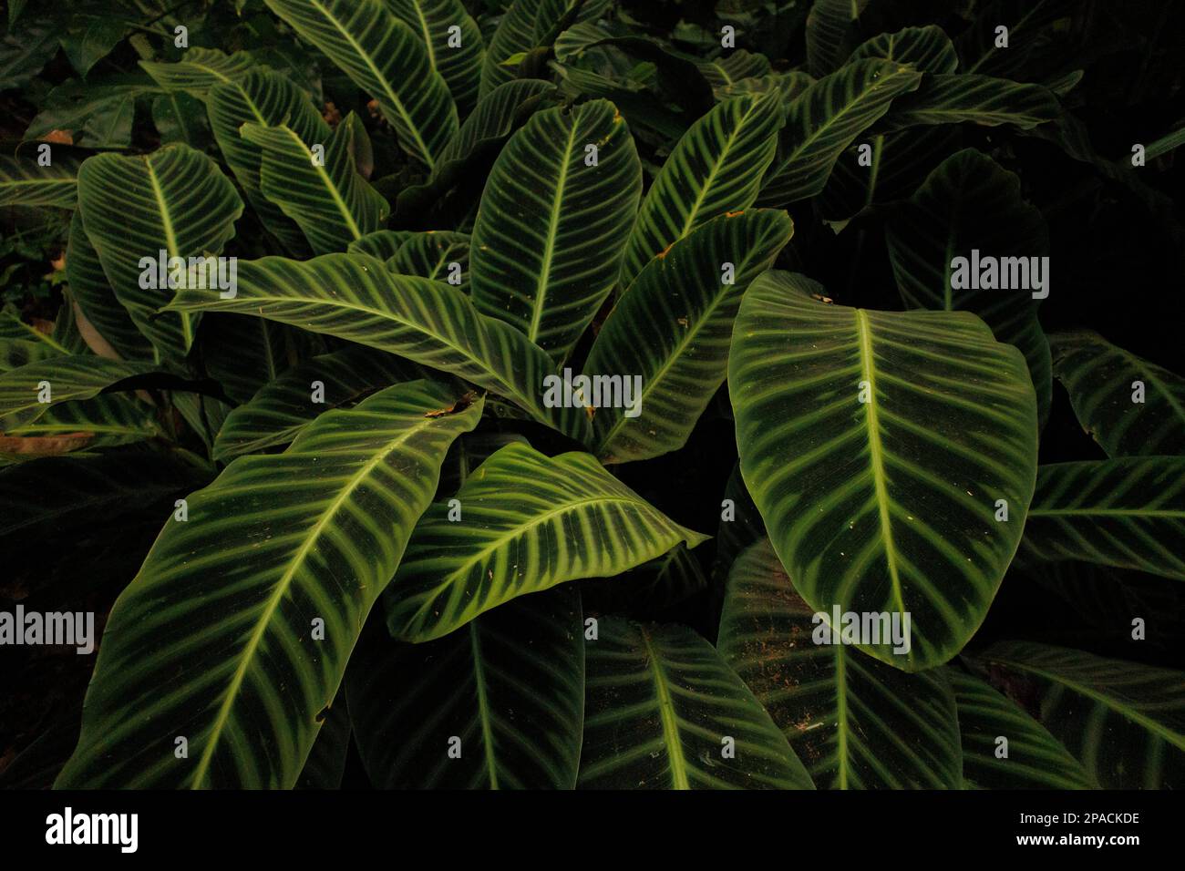 photo of Calathea Zebrina plant in cuetzalan Stock Photo