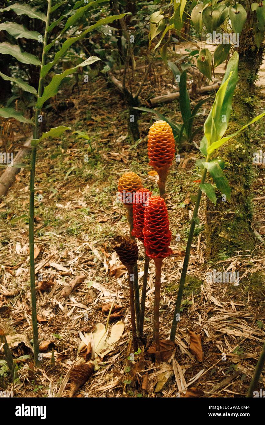 Beehive ginger, a perennial herbaceous plant for medicinal use in Indonesia Stock Photo