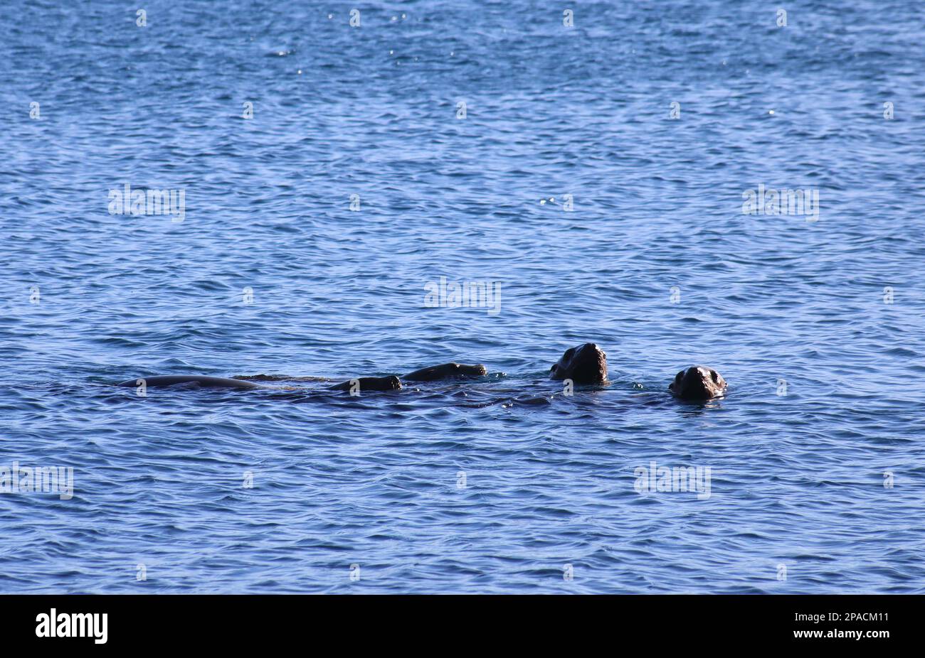 Seals in water Stock Photo Alamy