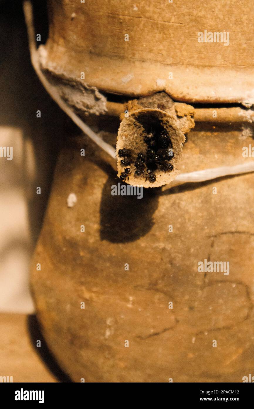 Harvesting melipona honey in clay pots Stock Photo Alamy