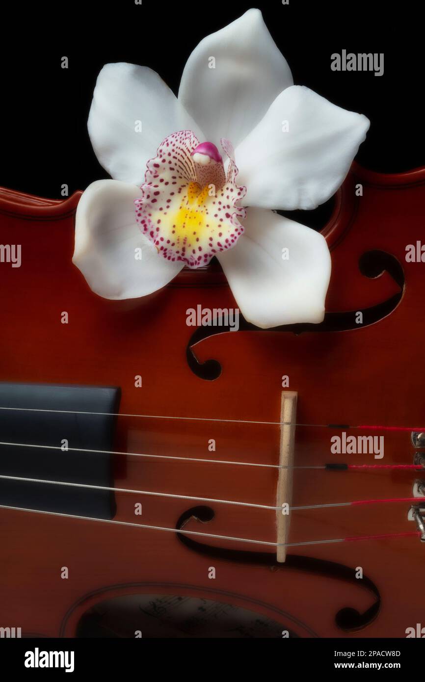 White Orchid On Violin Still life Stock Photo
