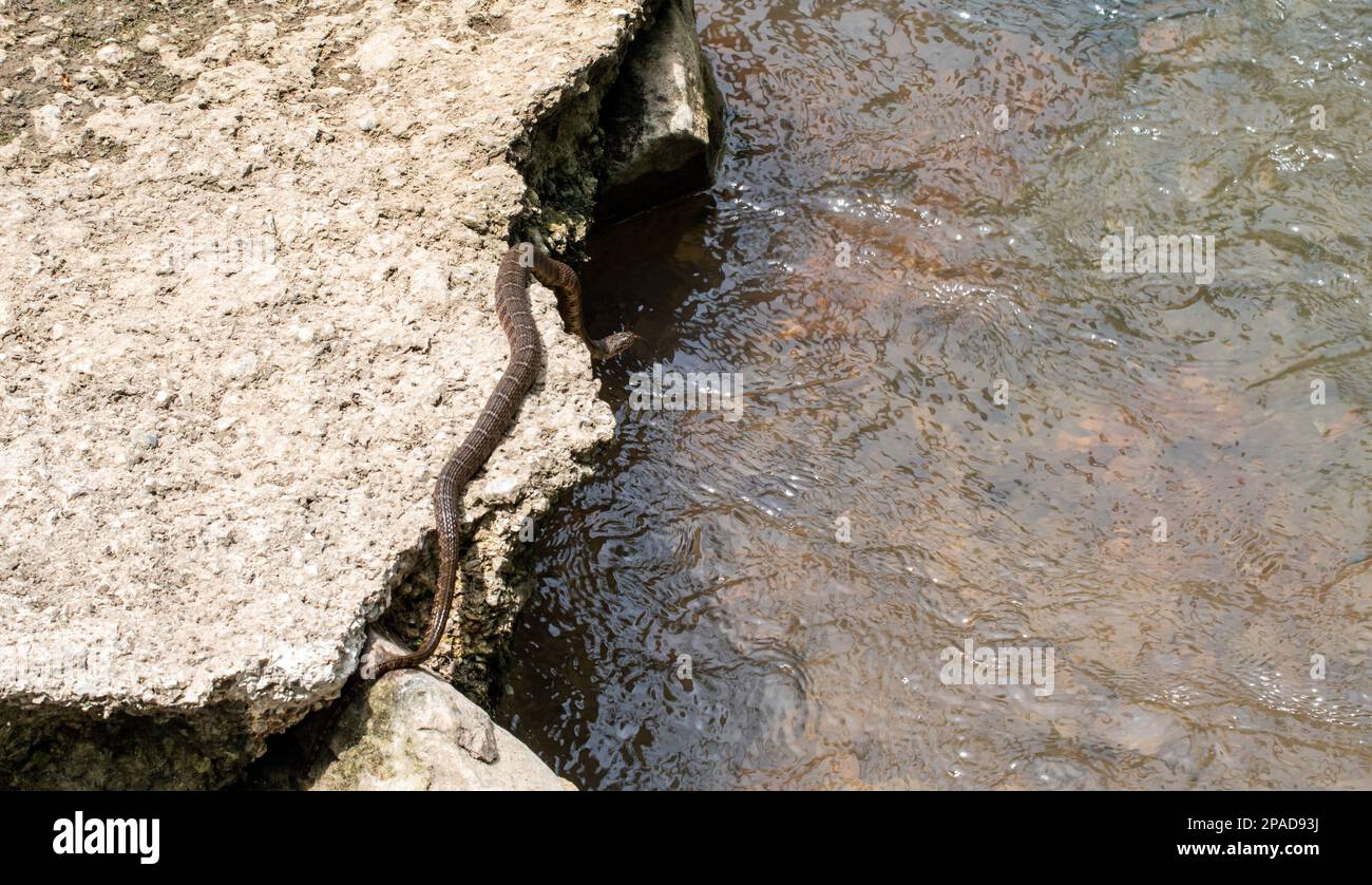 A long water snake slithers across a large rock with tongue flickering. The snake dangles above the defocused moving water in Missouri on a warm sunny Stock Photo