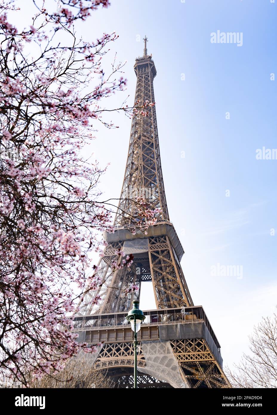 Cherry Blossom Tree at the Eiffel Tower Stock Photo