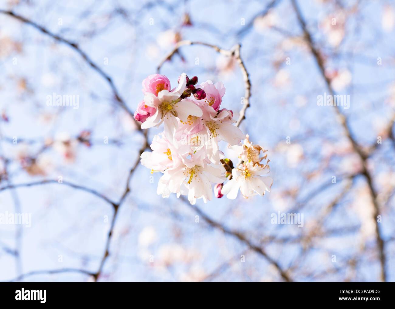 Cherry blossom branch traditional hi-res stock photography and images ...
