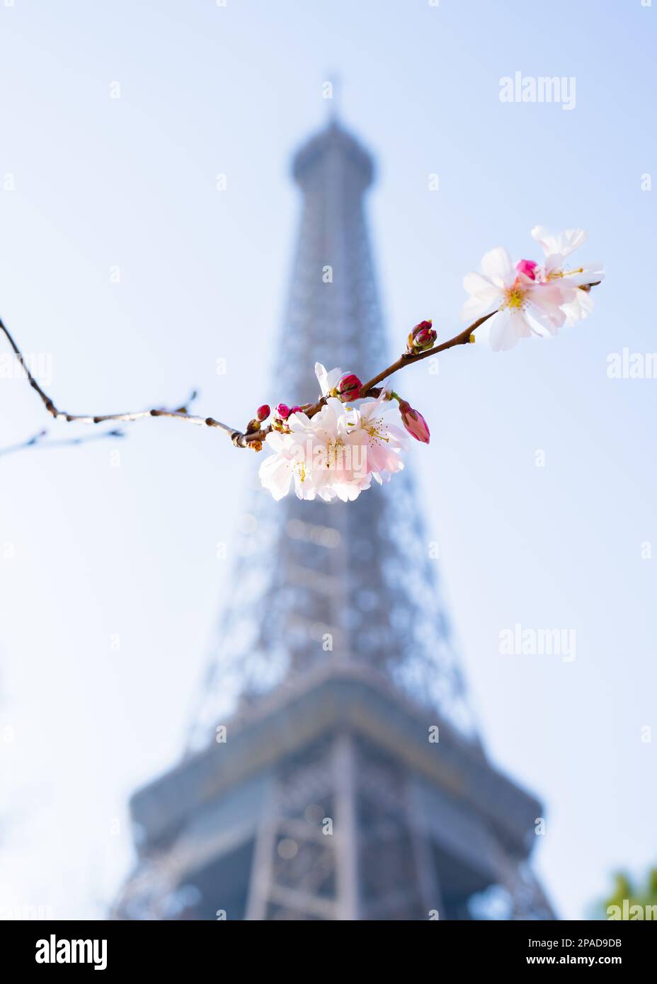 Cherry Blossom at the Eiffel Tower Stock Photo