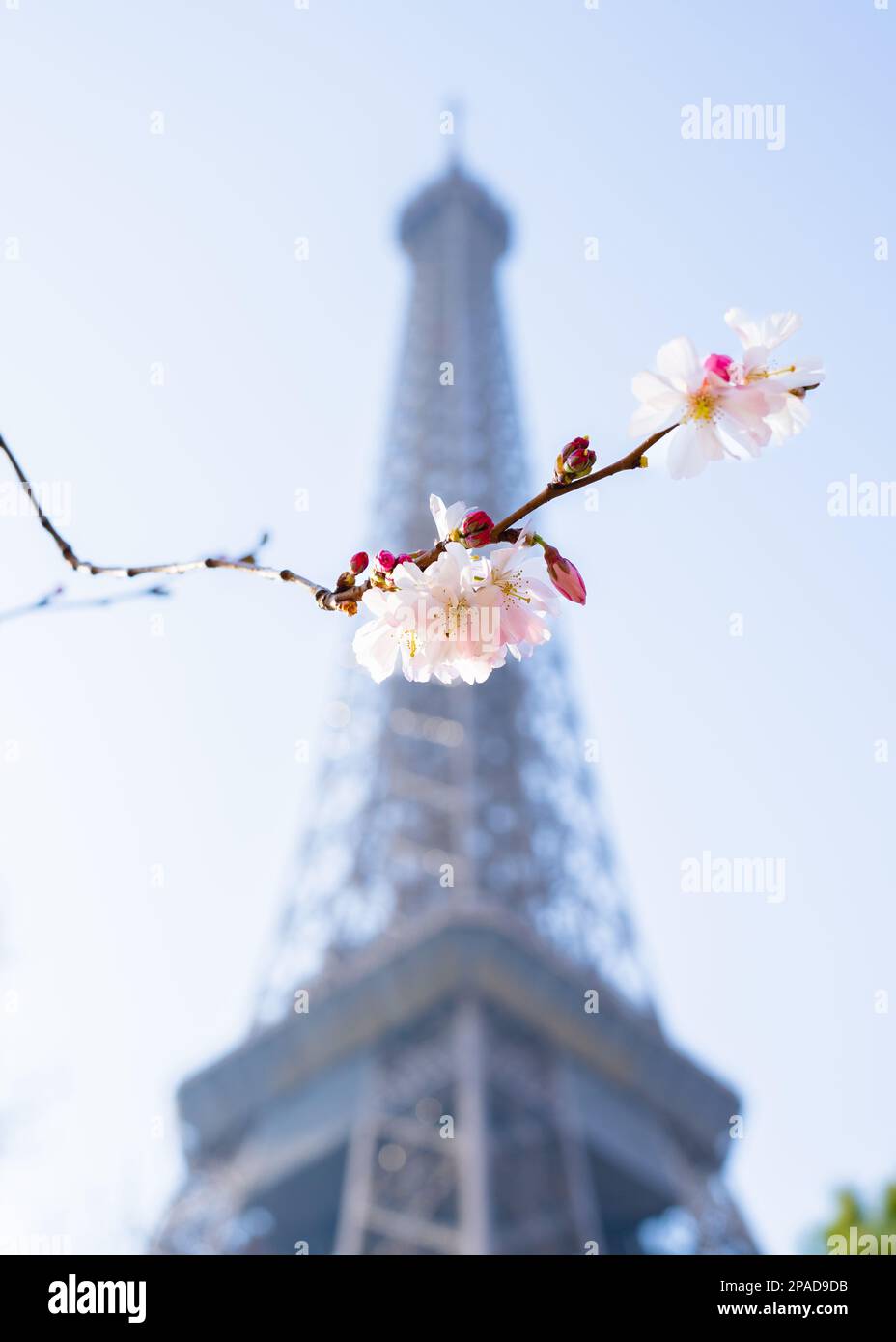 Cherry Blossom at the Eiffel Tower Stock Photo - Alamy