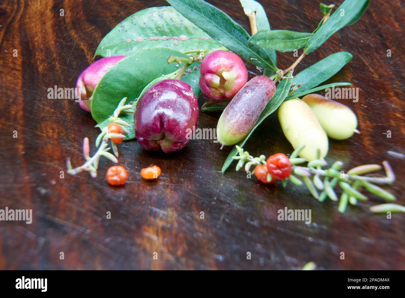 A close-up of three plants used as bush food by Aboriginal people, The Rudy salt bush, the sweet apple berry and Lilly Lilly Stock Photo