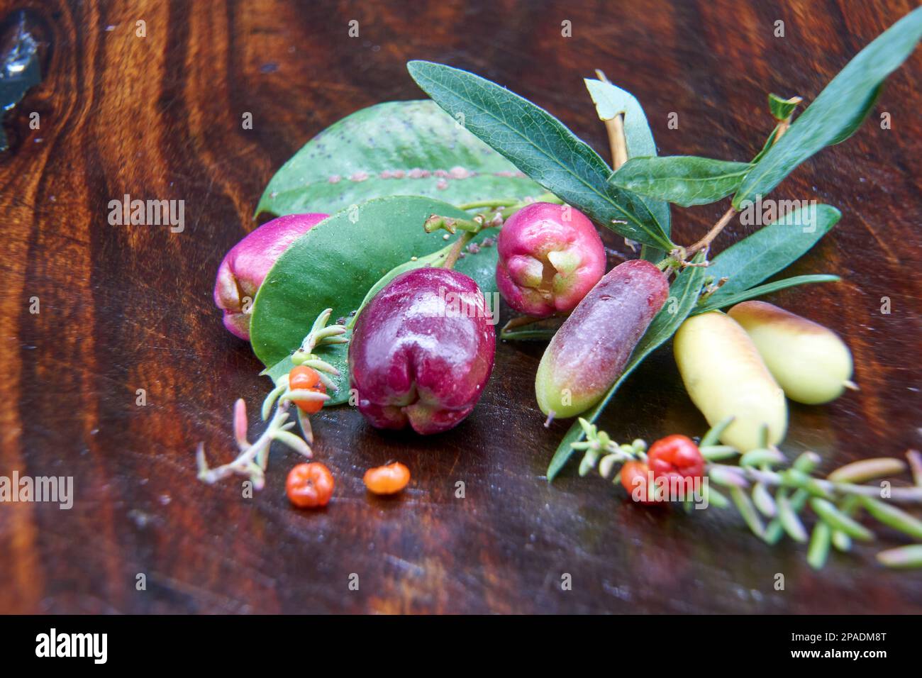 A close-up of three plants used as bush food by Aboriginal people, The Rudy salt bush, the sweet apple berry and Lilly Lilly Stock Photo