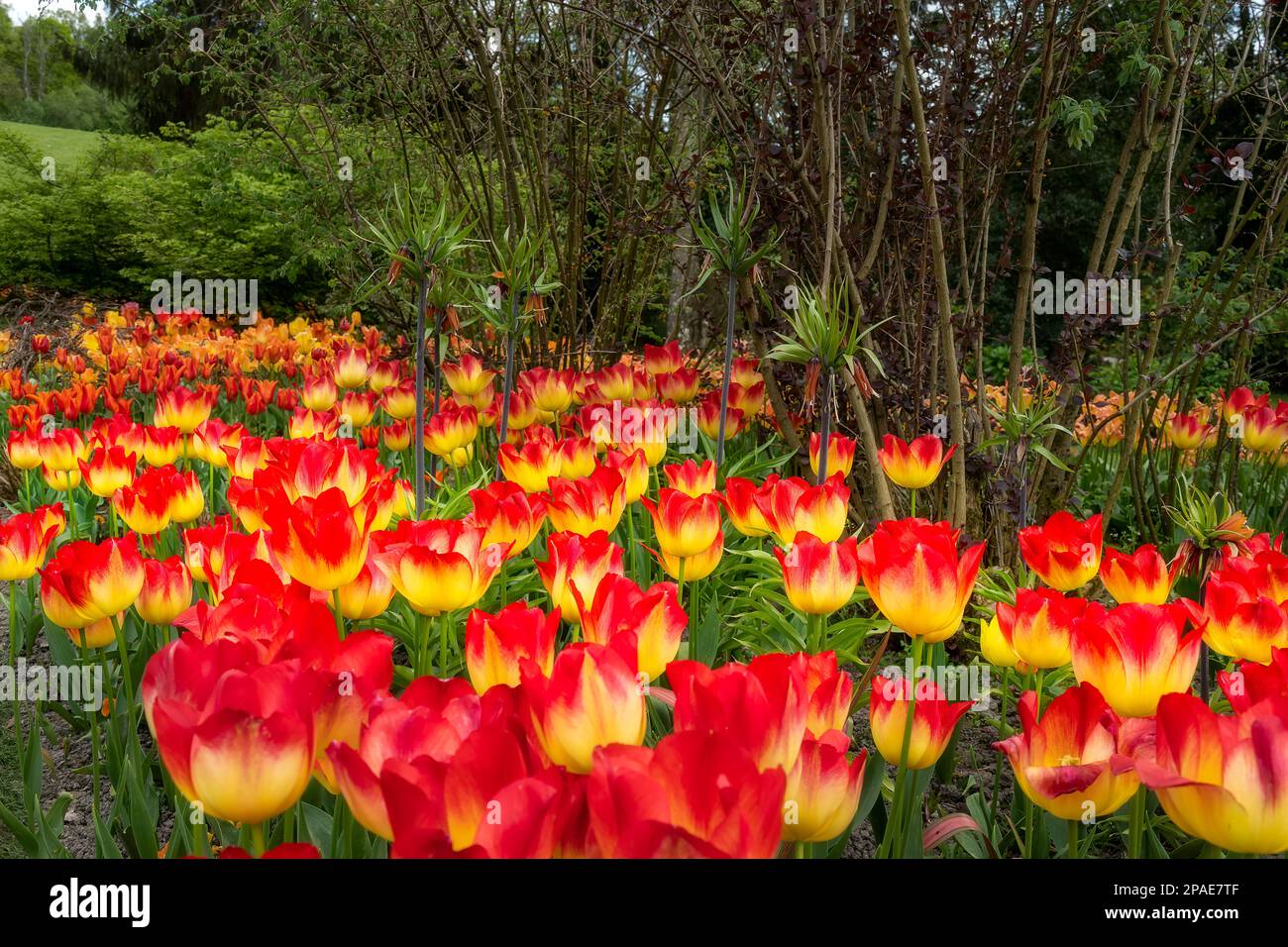 Beautiful, bright, orange and yellow Tulipa Suncatcher in spring, close up Stock Photo