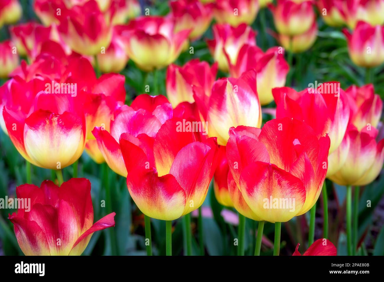 Beautiful, bright, orange and yellow Tulipa Suncatcher in spring, close up Stock Photo