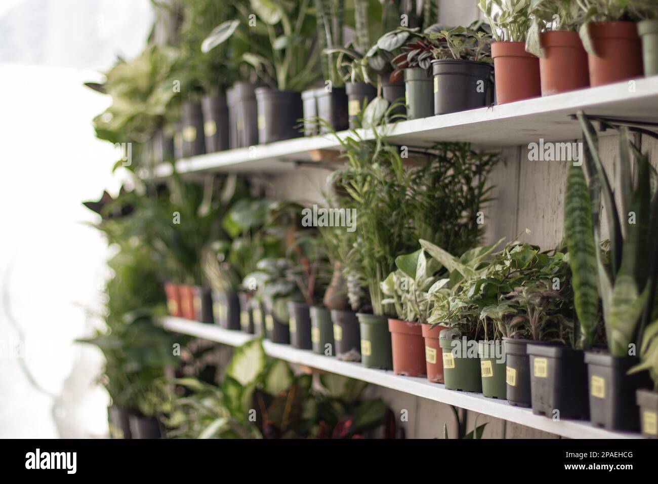 shelves of an assortment of houseplants. Aloe Vera, Snake Plants, ferns, Pilea, etc. Stock Photo