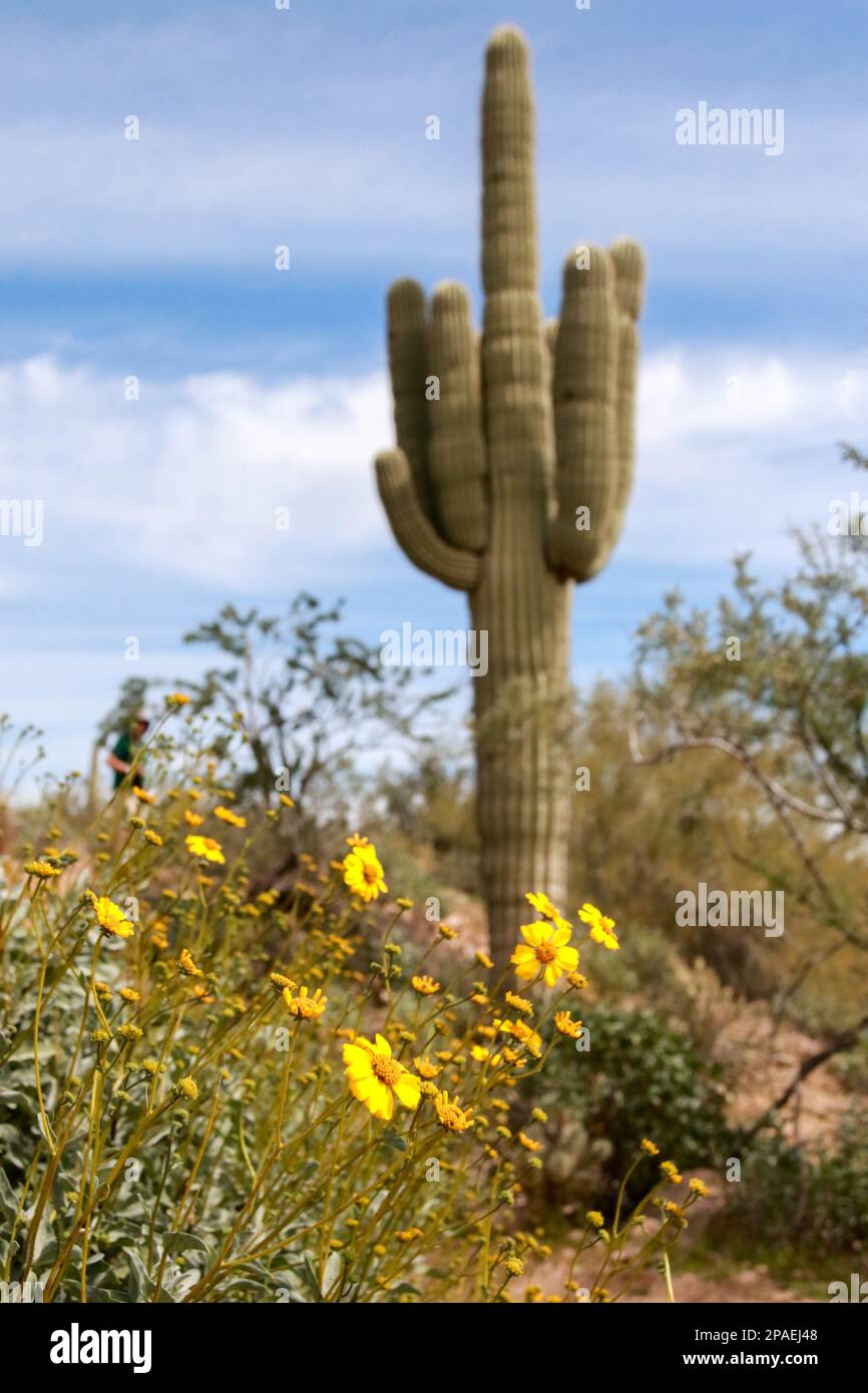 Brittlebush flowers are blooming along landscape surrounding the