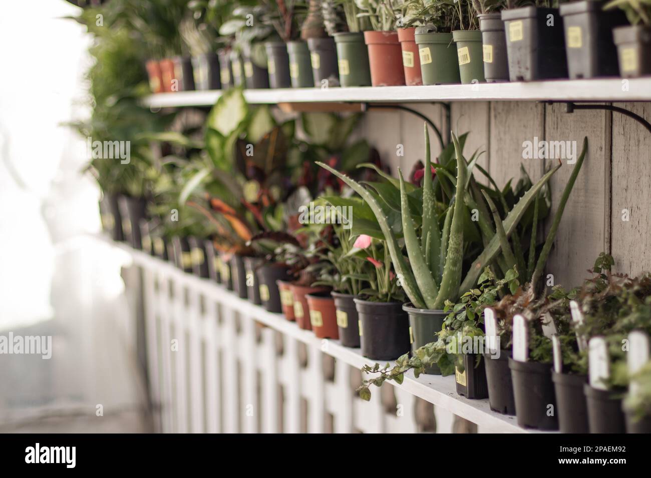 shelves of an assortment of houseplants. Aloe Vera, Snake Plants, ferns, Pilea, etc. Stock Photo