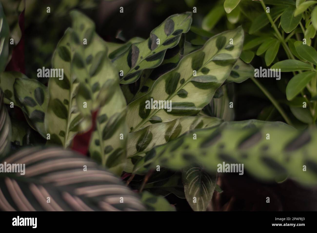Macro shot of Rattlesnake Plant foliage Stock Photo