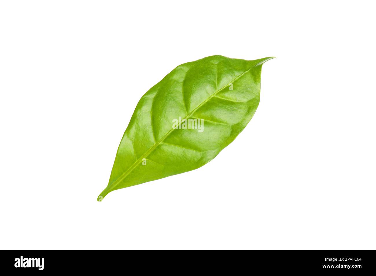 Leaf of coffee plant isolated on white Stock Photo