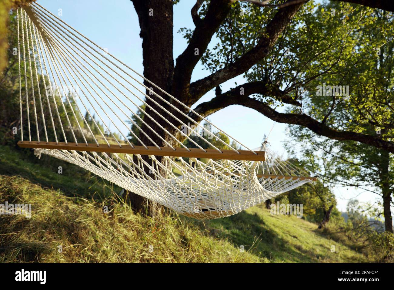 Tree net clearance hammock