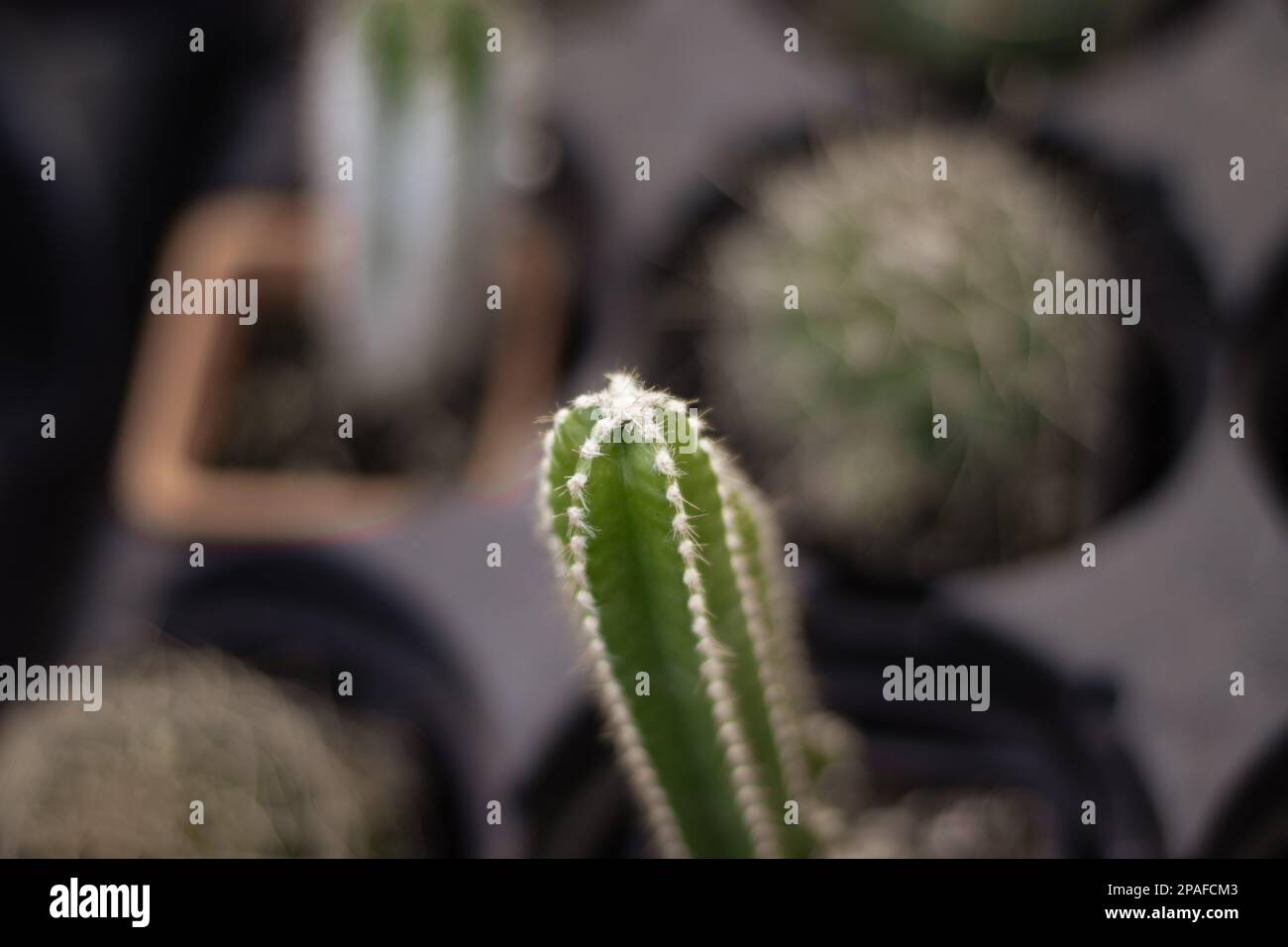 Cacti Pot In Soil Hi Res Stock Photography And Images Alamy