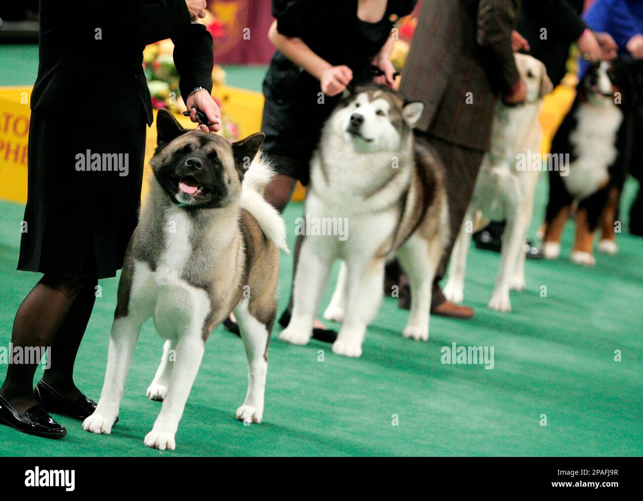 Macey, at left, an akita, competes in the working group at the 132nd