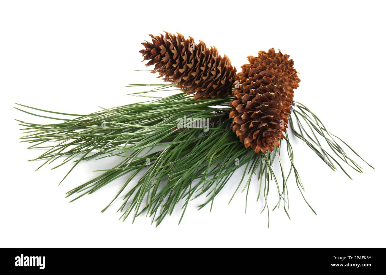 Beautiful fir tree branch with pinecones on white background Stock ...